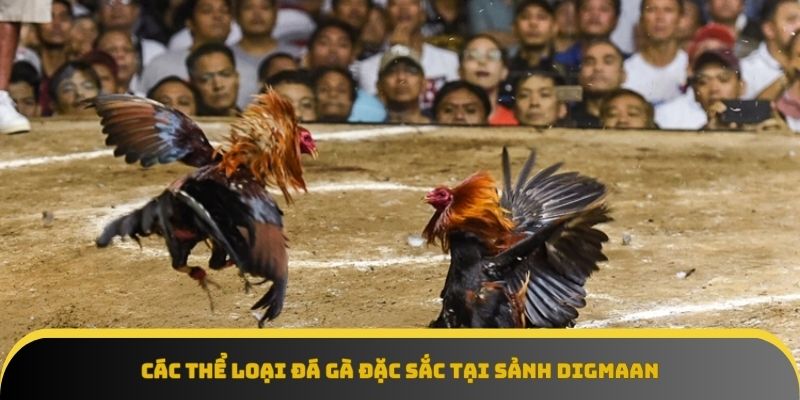 Sảnh Digmaan hội tụ các hình thức đá gà từ truyền thống đến hiện đại